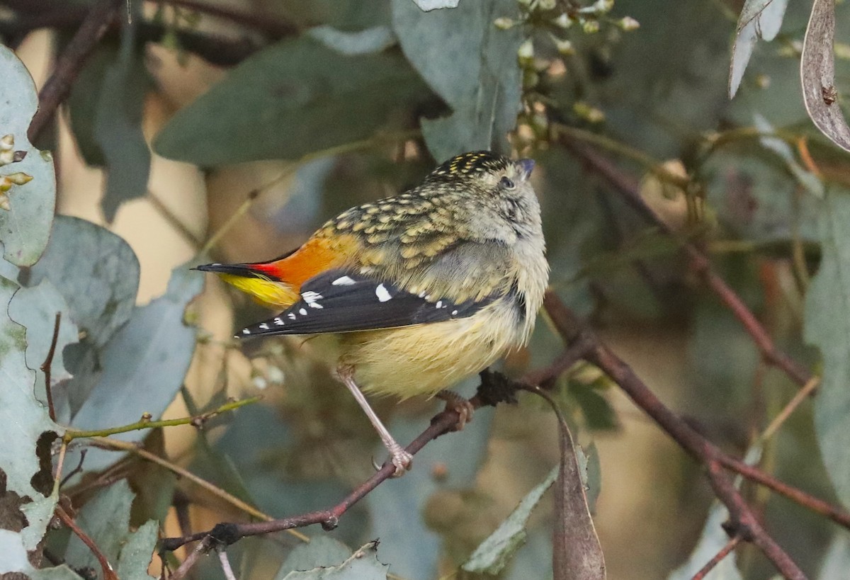 Spotted Pardalote - ML608883792