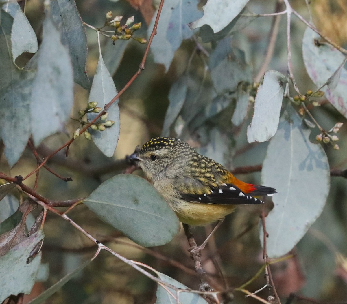 Spotted Pardalote - ML608883794