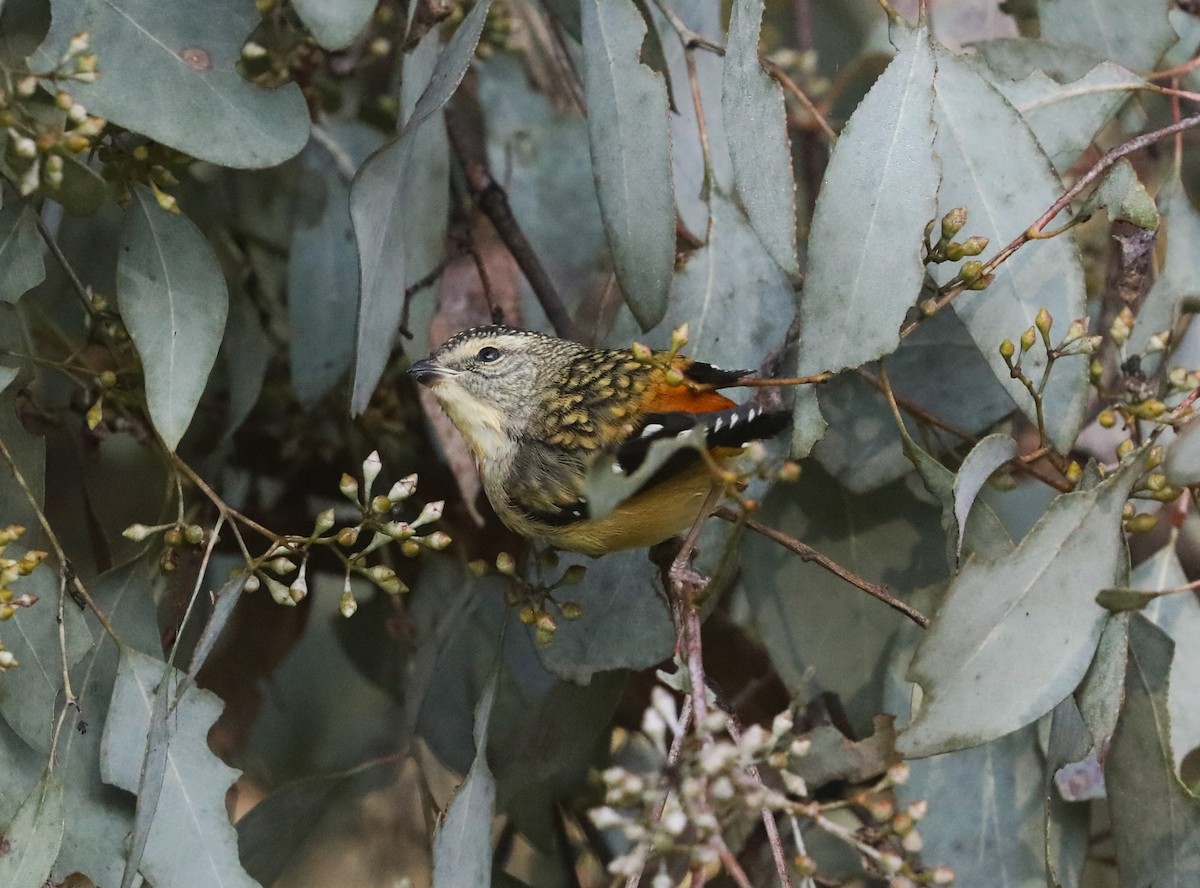 Spotted Pardalote - ML608883795