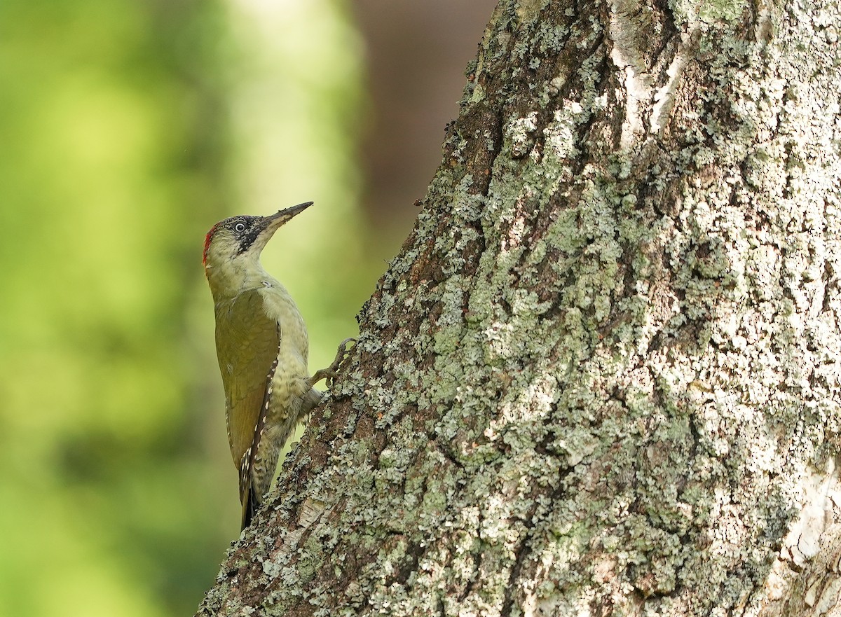 Eurasian Green Woodpecker - ML608884127