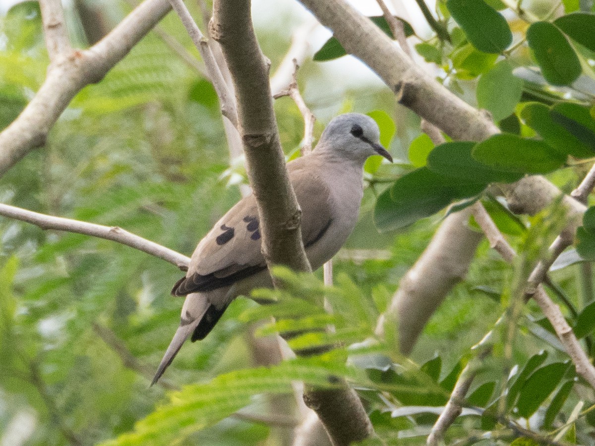 Blue-spotted Wood-Dove - ML608884144