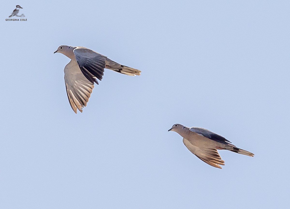 Eurasian Collared-Dove - ML608884549