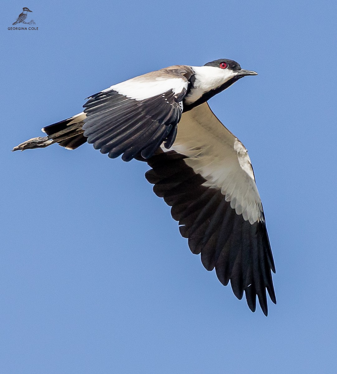 Spur-winged Lapwing - ML608884551