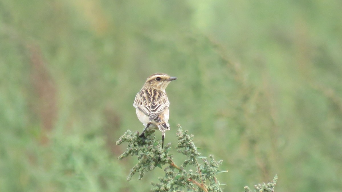 Whinchat - ML608884572