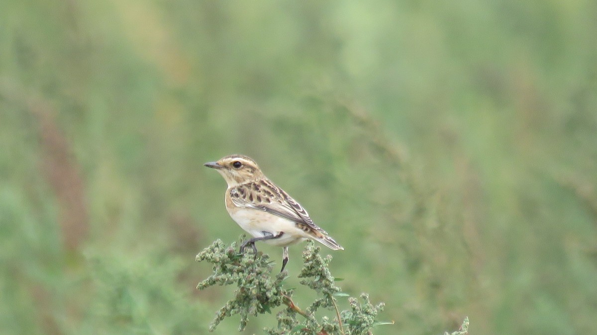 Whinchat - ML608884573