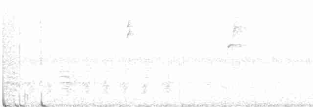 Weißbrustkleiber - ML608884829