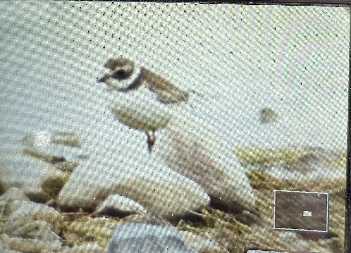 Semipalmated Plover - ML608884868