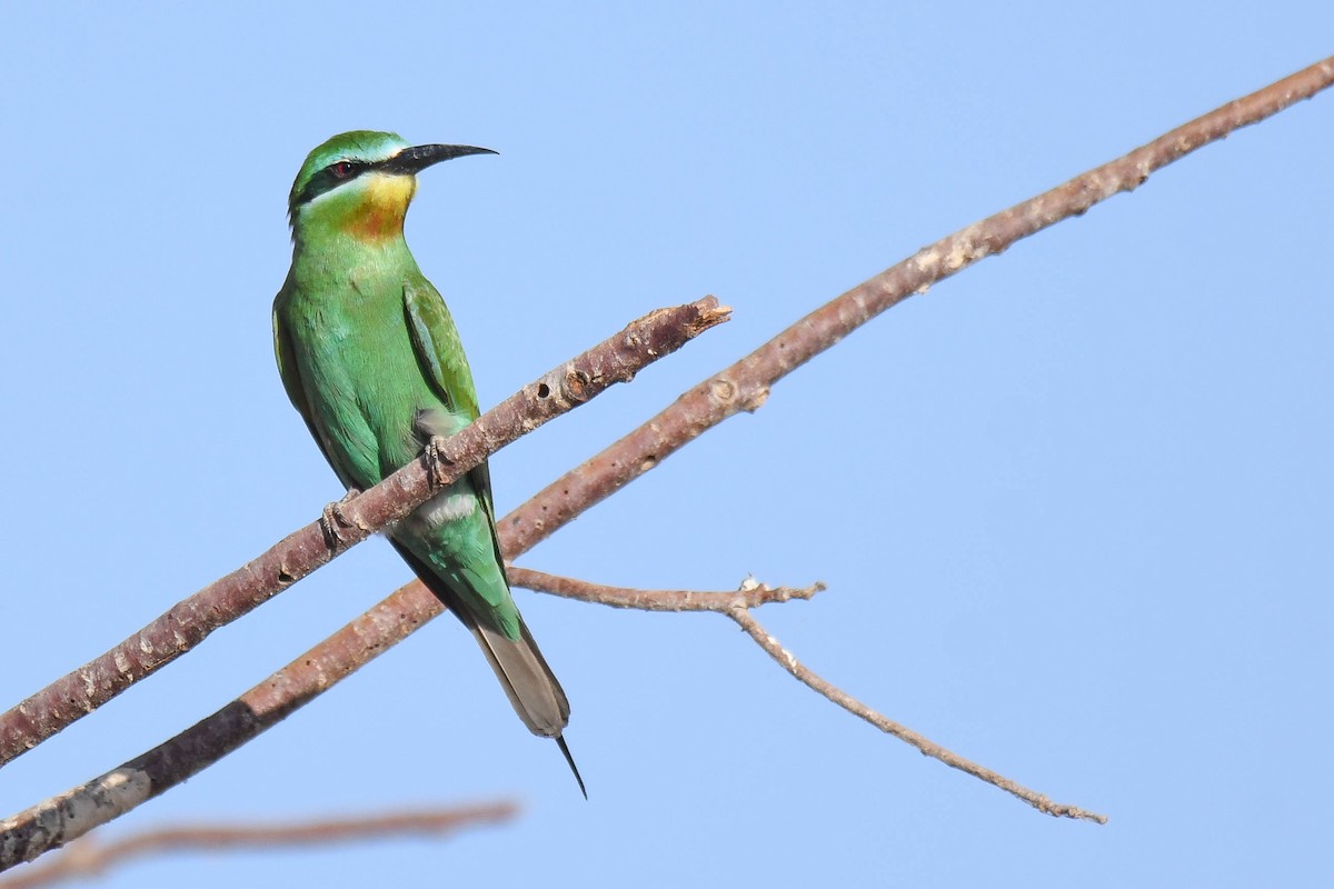 Blue-cheeked Bee-eater - Itamar Donitza