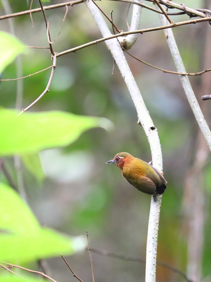White-browed Piculet - ML608885166