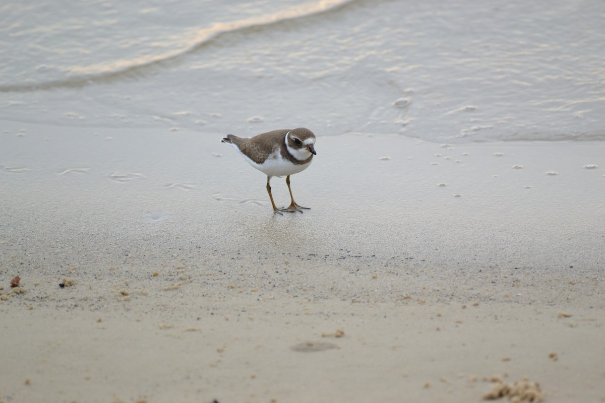 Semipalmated Plover - ML608885735