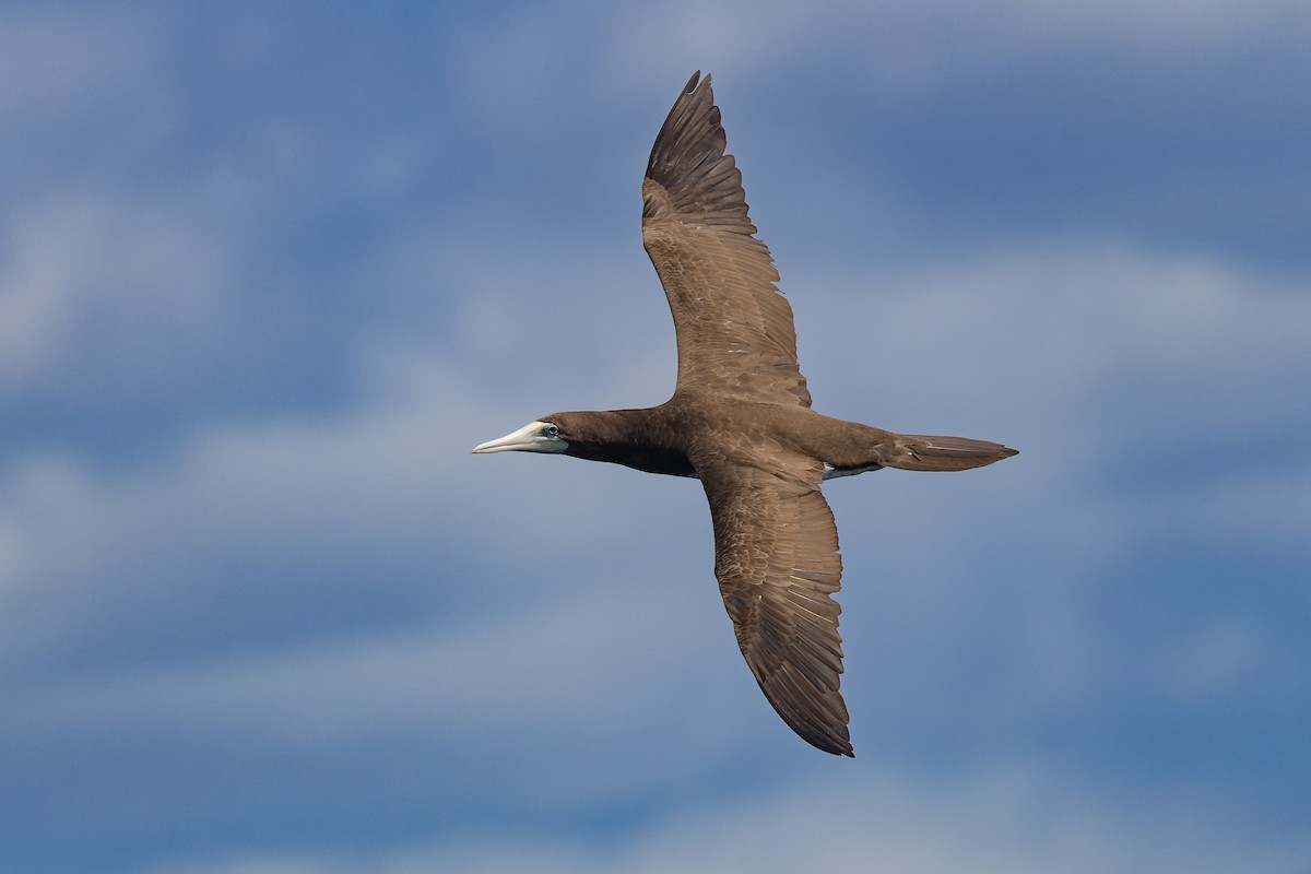 Brown Booby - ML608886028