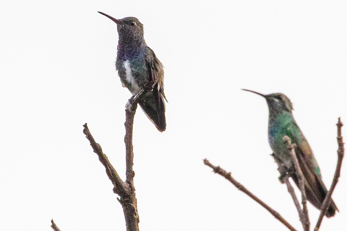 kolibřík safírový - ML608886067
