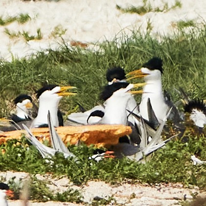 Chinese Crested Tern - ML608886275