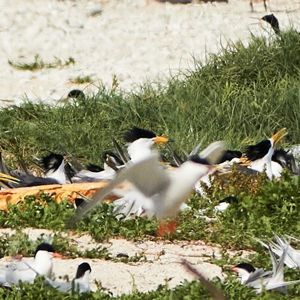Chinese Crested Tern - ML608886276