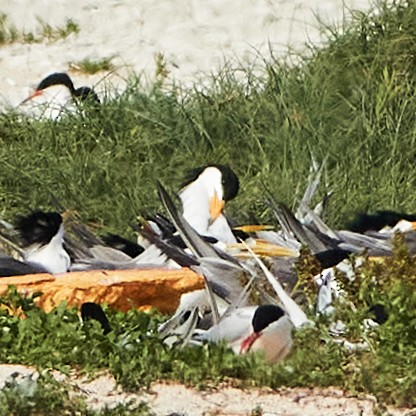 Chinese Crested Tern - ML608886277