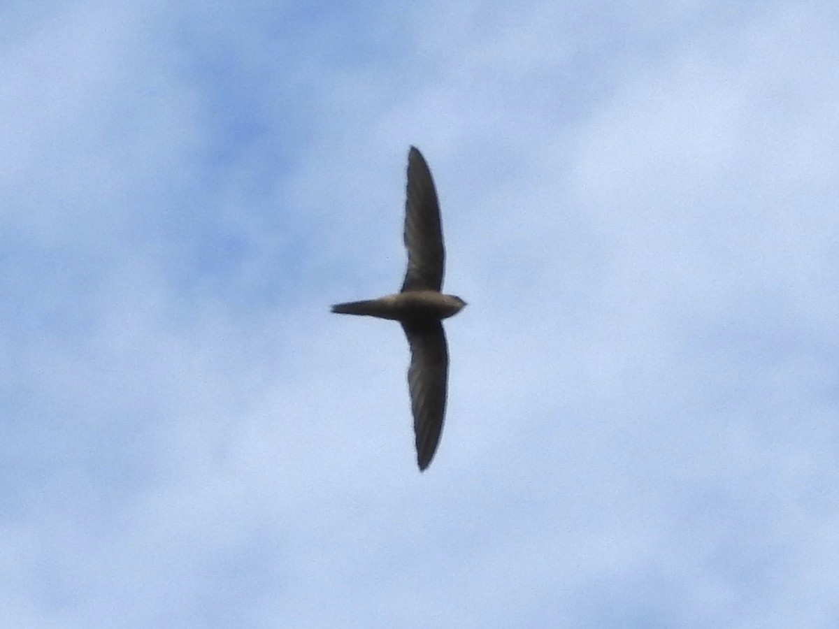 Plain Swift - ML608886432