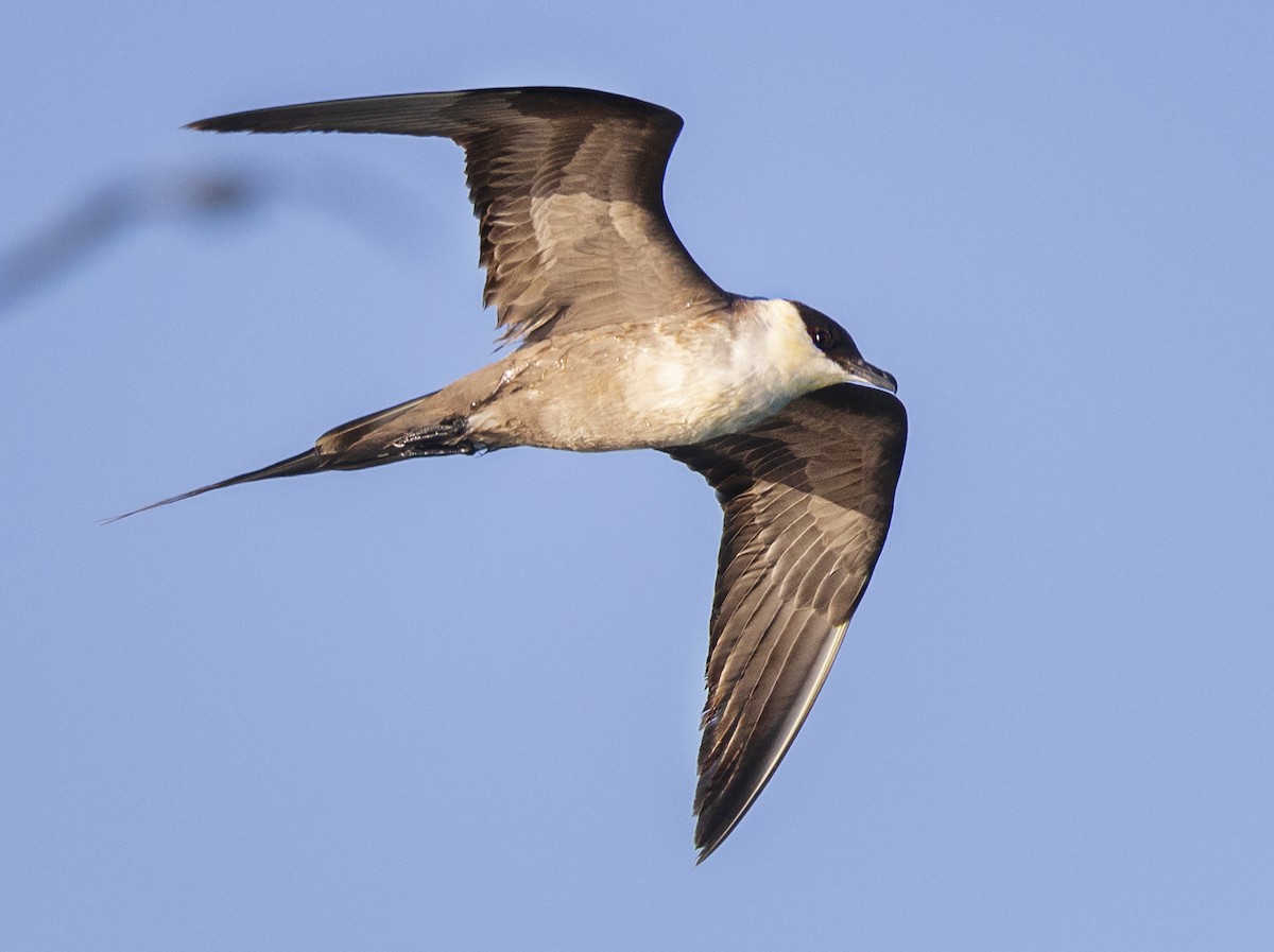 Long-tailed Jaeger - ML608886757