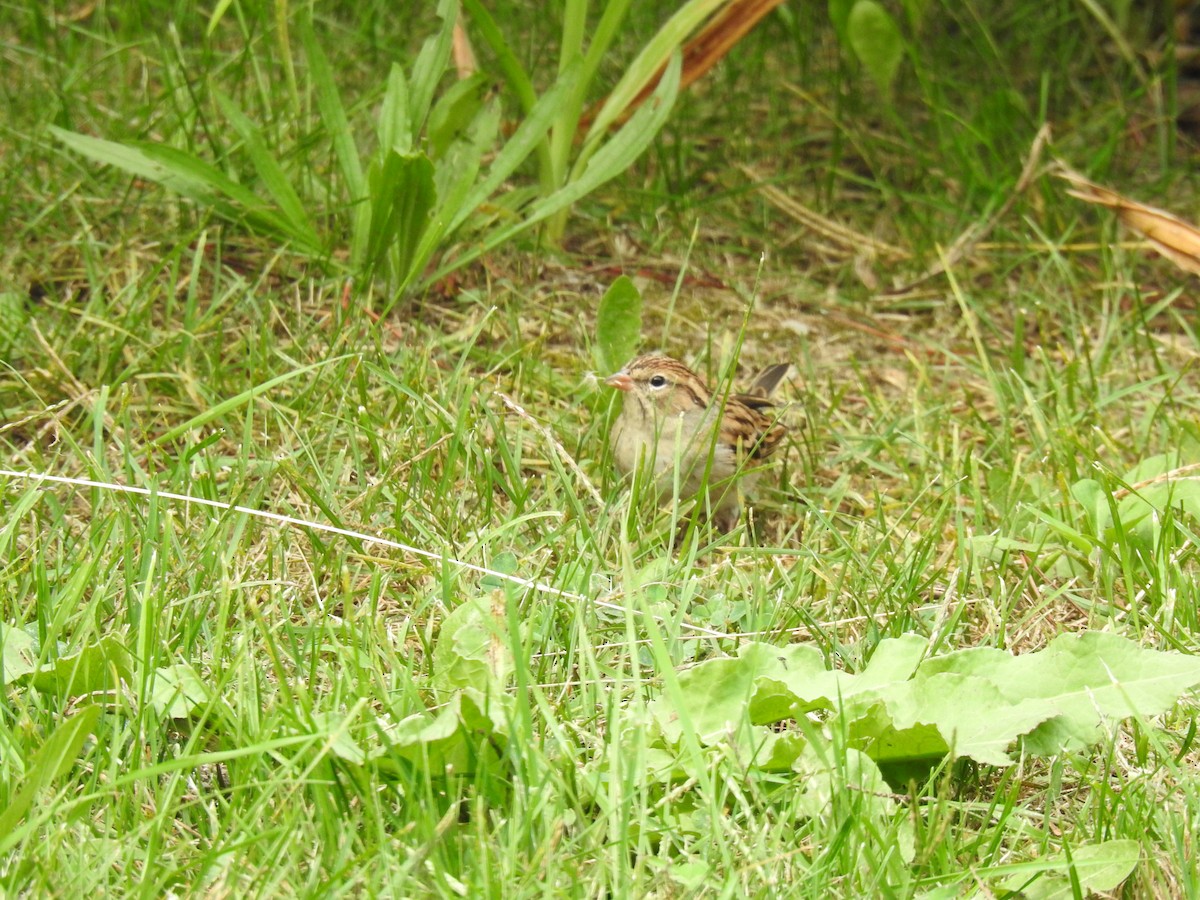 Chipping Sparrow - ML608886938