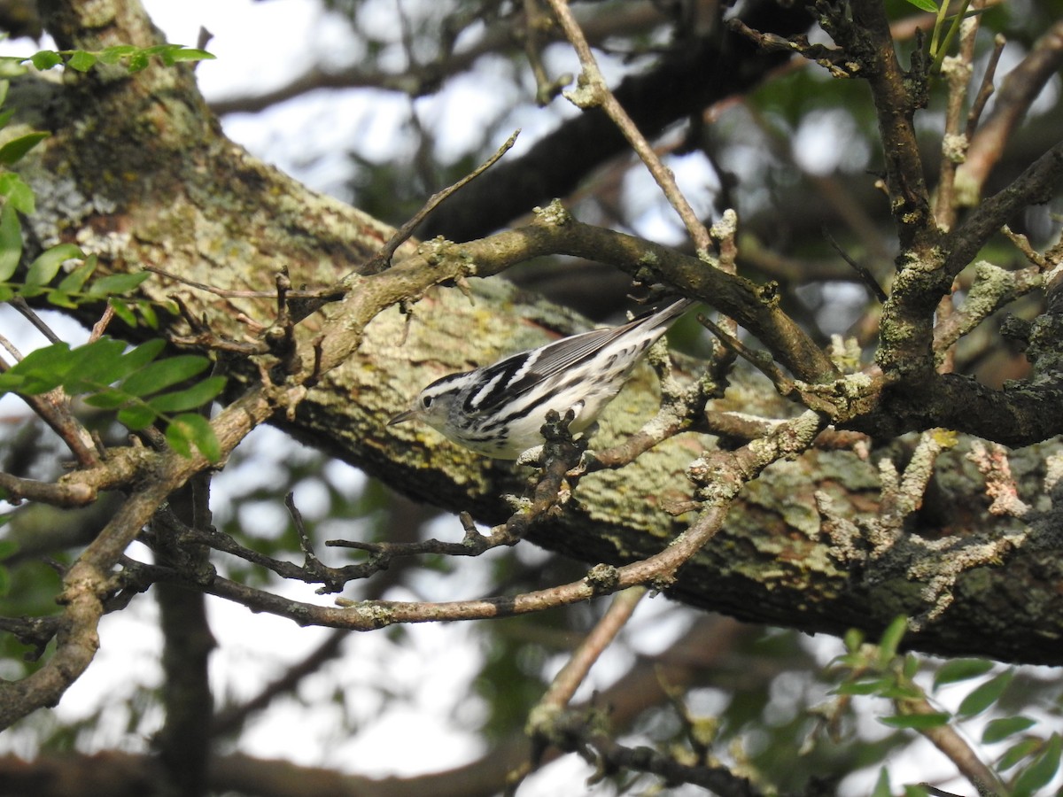 Black-and-white Warbler - ML608886949