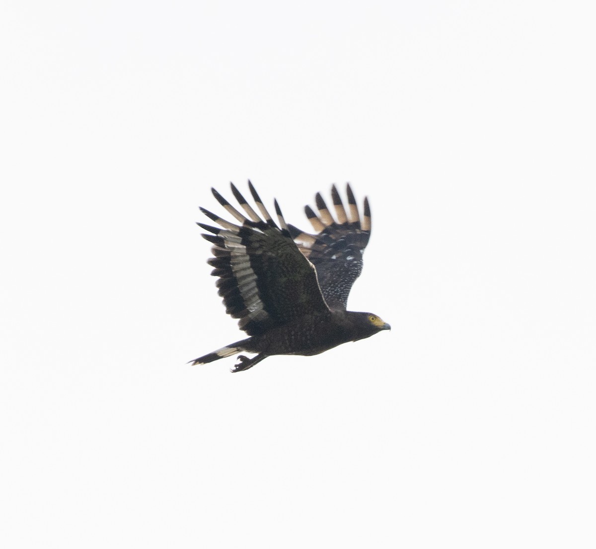 Crested Serpent-Eagle - ML608887835
