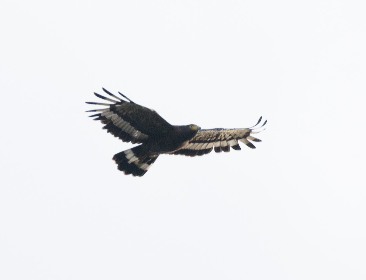Crested Serpent-Eagle - ML608887836