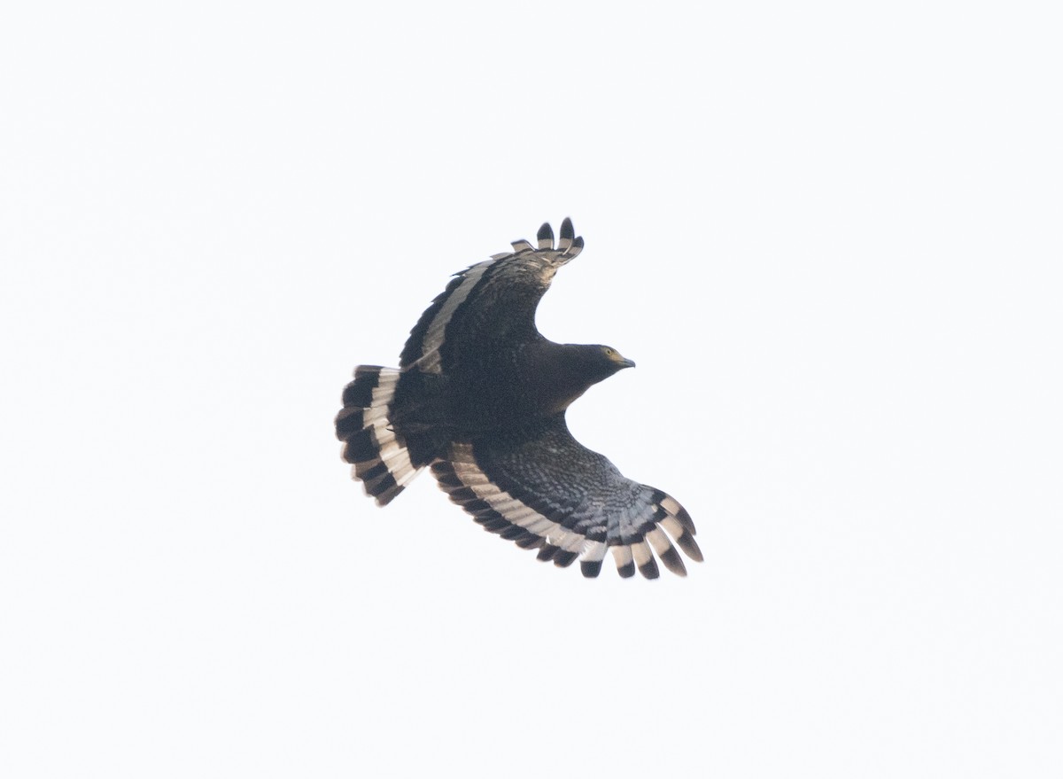 Crested Serpent-Eagle - Matthew Teng