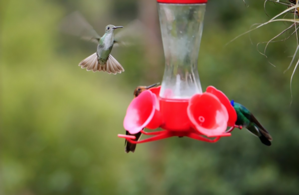 White-bellied Hummingbird (chionogaster) - ML608888134