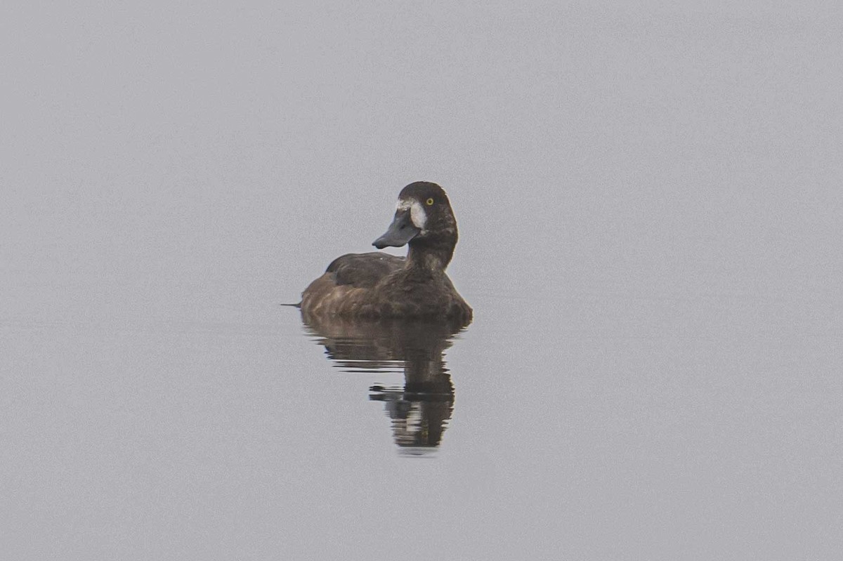 Greater Scaup - ML608888144