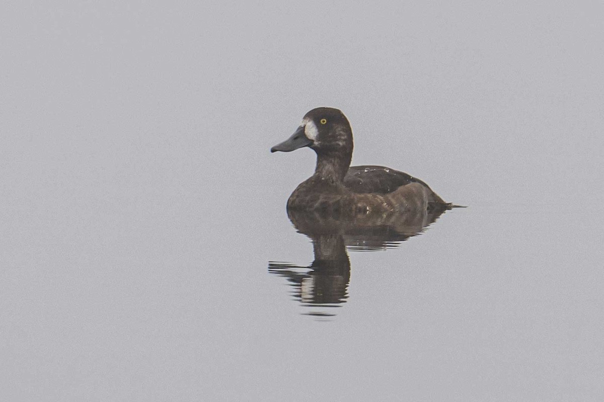 Greater Scaup - ML608888145