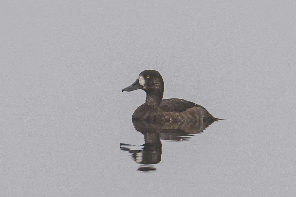 Greater Scaup - ML608888146