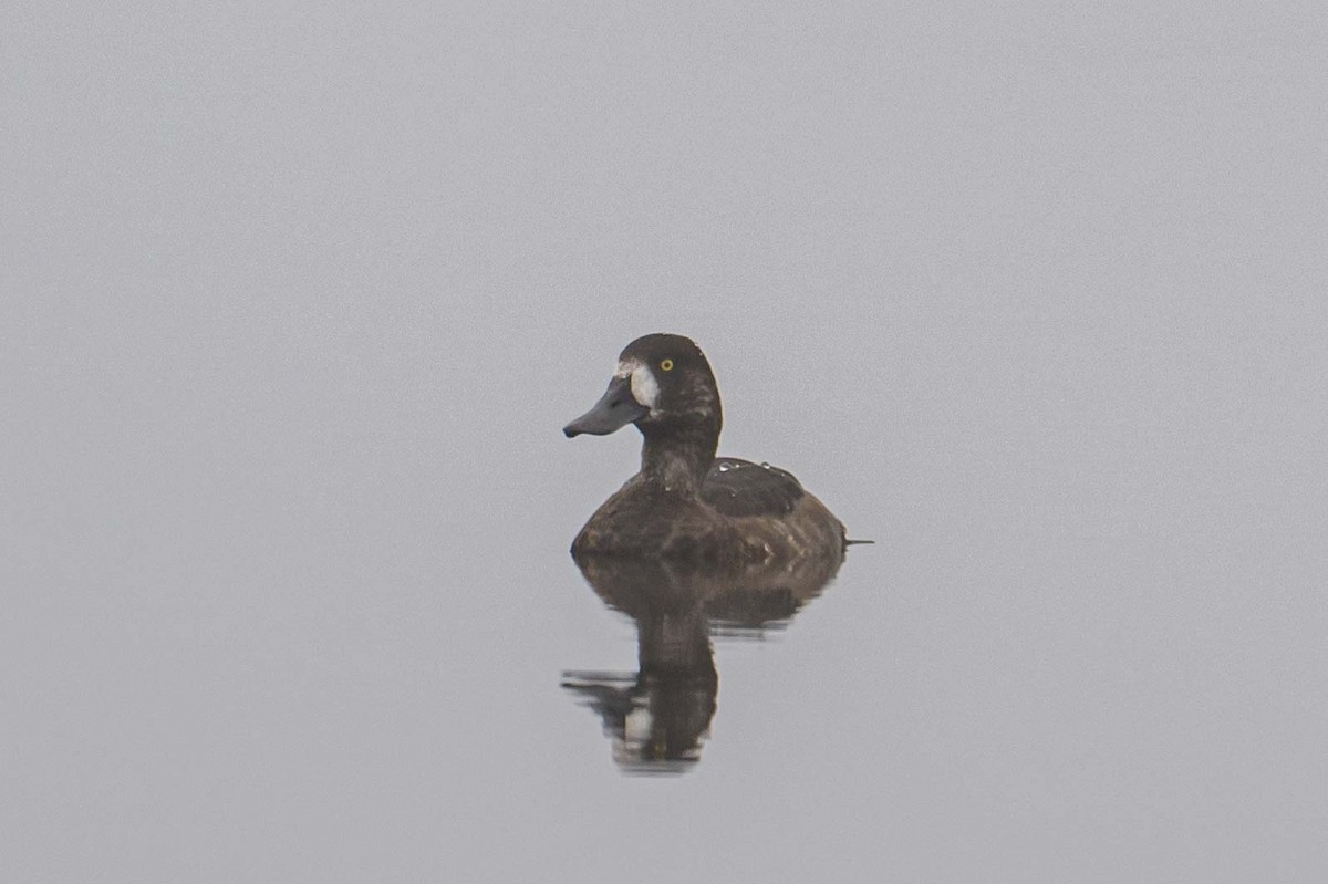Greater Scaup - ML608888147