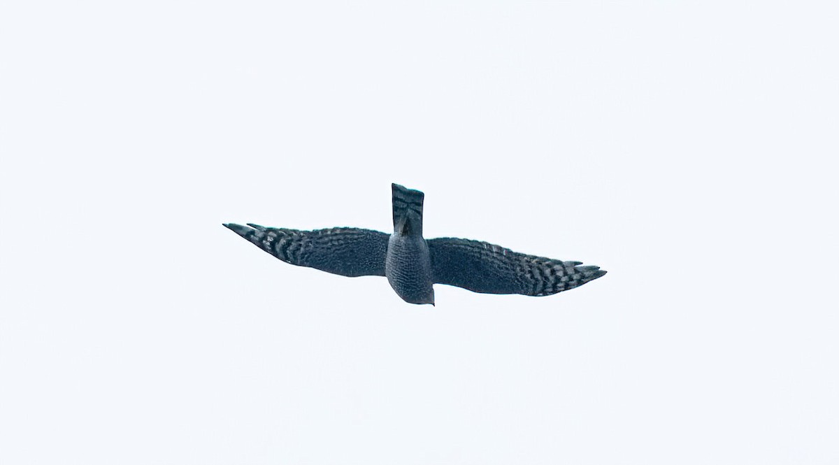 Eurasian Sparrowhawk - ML608888227