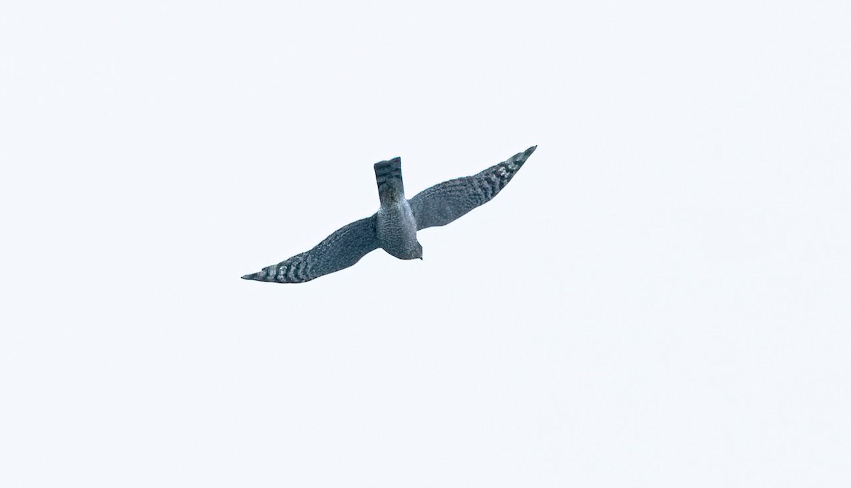 Eurasian Sparrowhawk - ML608888228