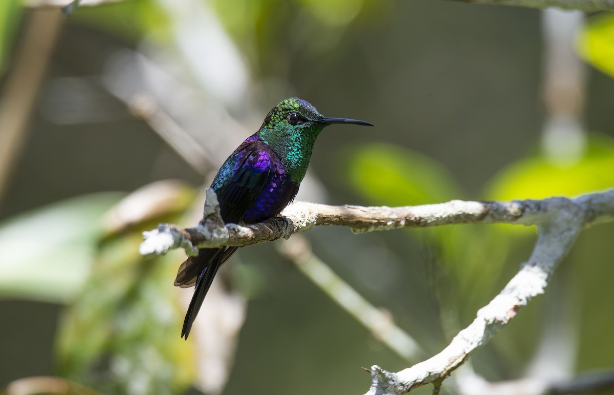 Crowned Woodnymph (Colombian Violet-crowned) - ML608888293