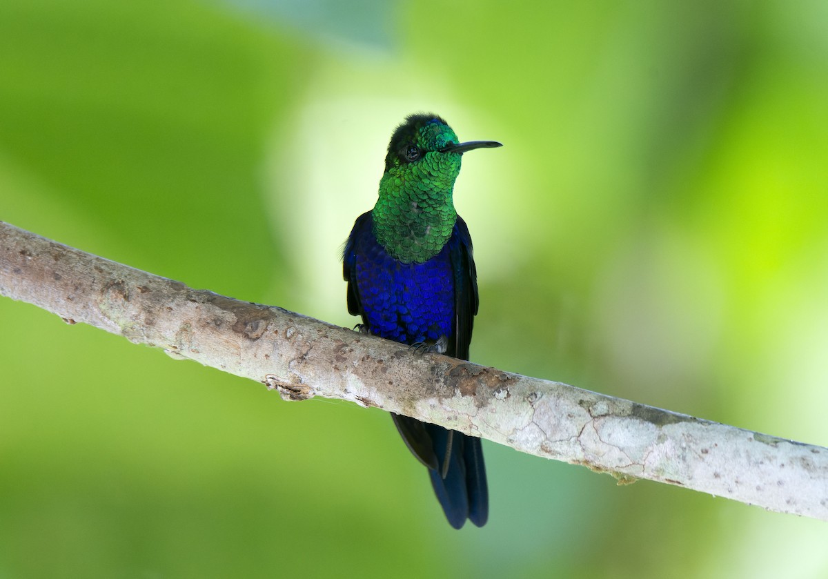 Crowned Woodnymph (Colombian Violet-crowned) - ML608888296