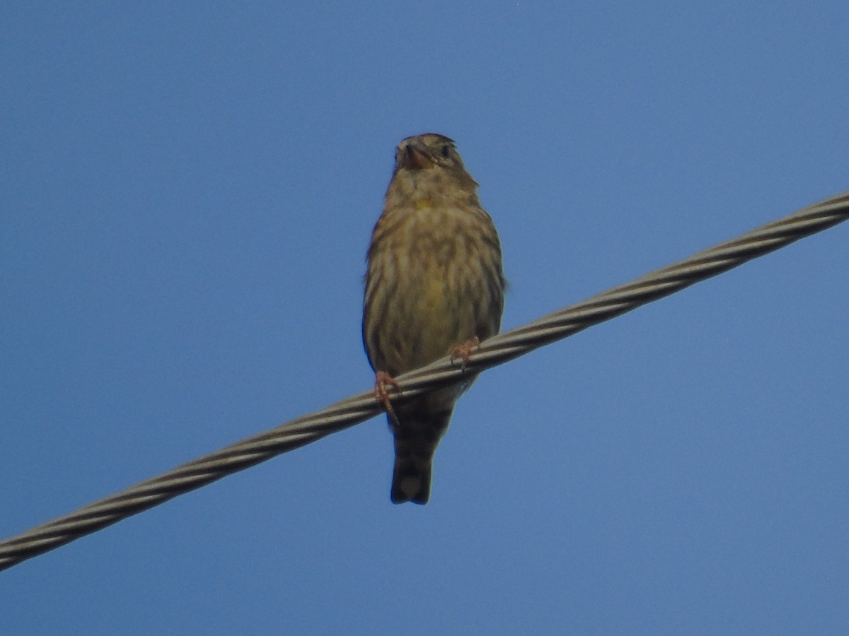 Rock Sparrow - Otger Fortià Bonvehí