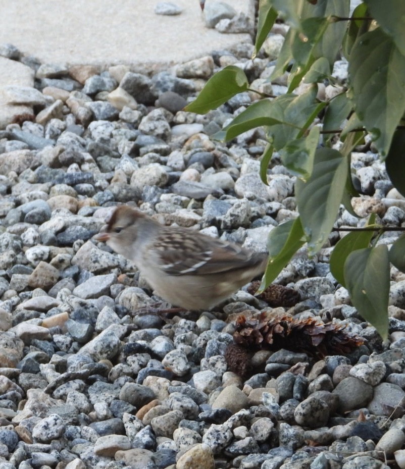 White-crowned Sparrow - Karen Langtry