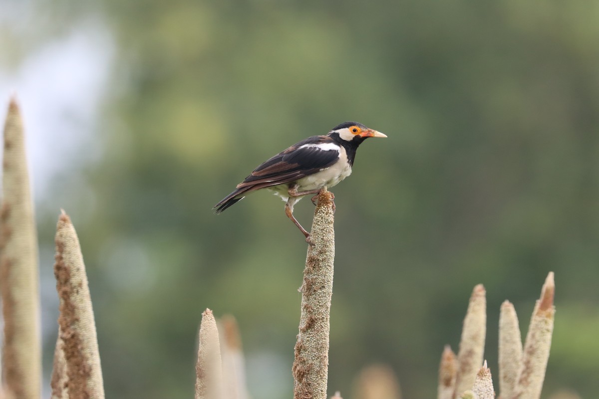 Indian Pied Starling - ML608889723