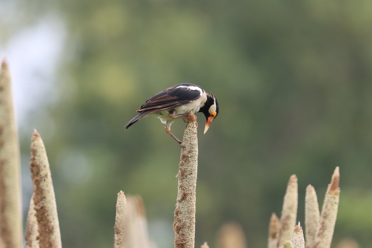 Indian Pied Starling - ML608889724