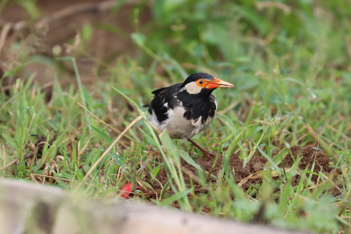 Indian Pied Starling - ML608889725