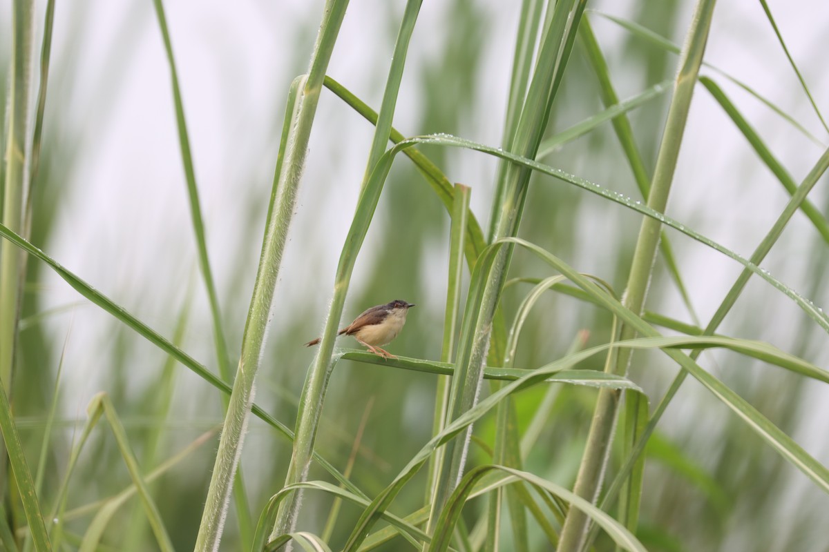 Ashy Prinia - ML608889819