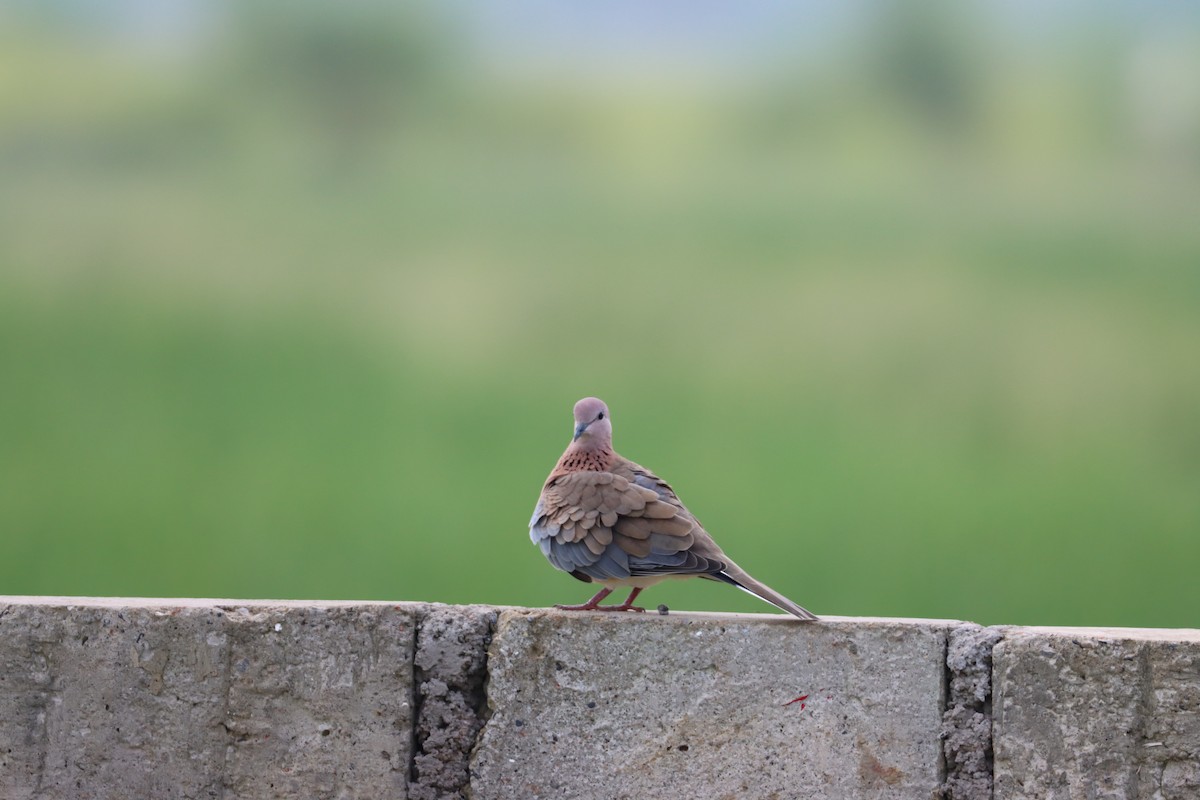 Laughing Dove - ML608889833