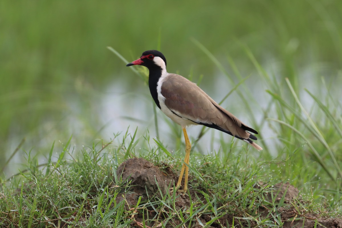 Red-wattled Lapwing - ML608889850