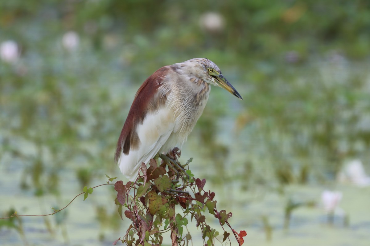Indian Pond-Heron - ML608889906