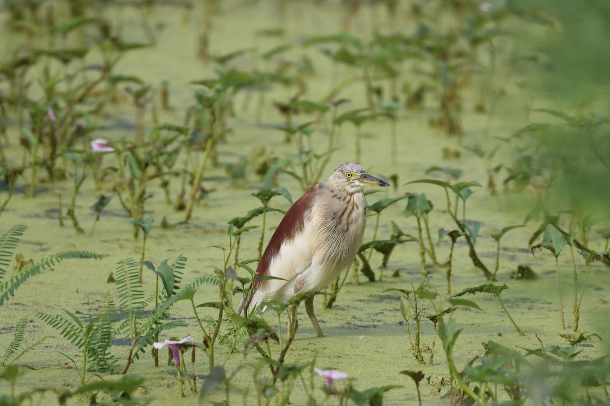 Indian Pond-Heron - ML608889907