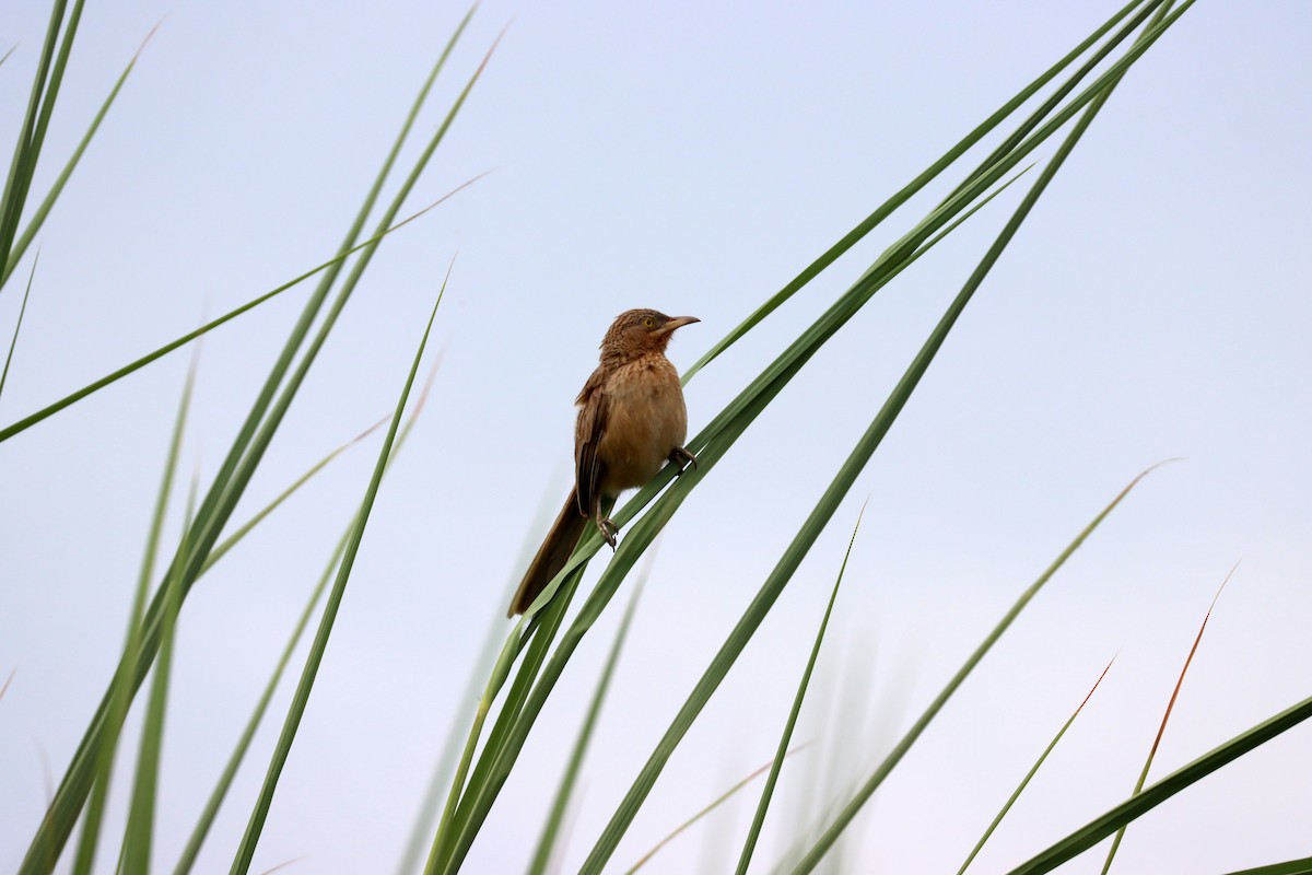 Large Gray Babbler - ML608889978