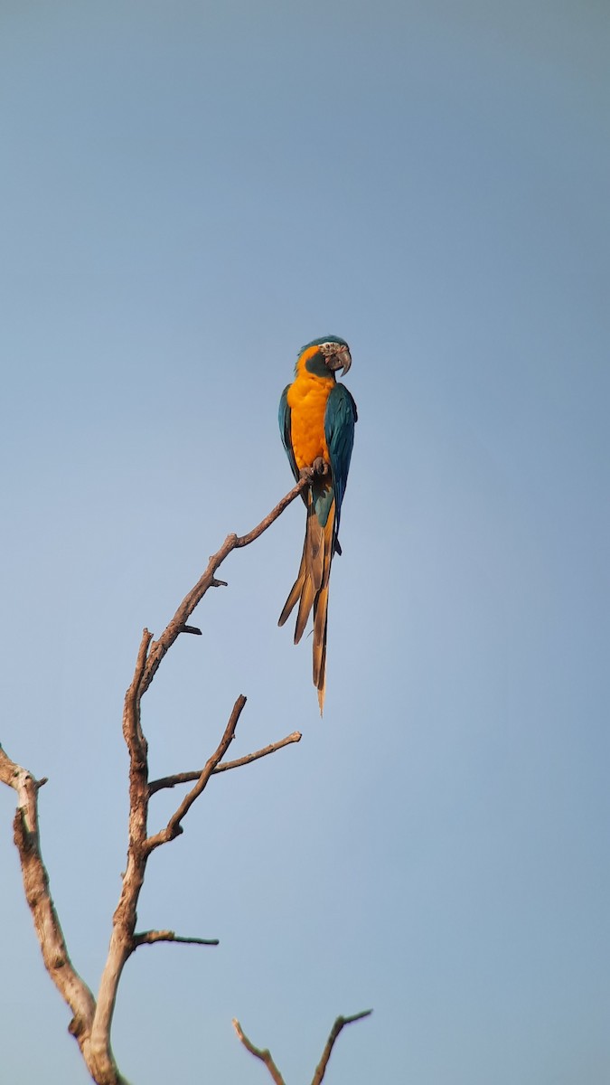 Blue-throated Macaw - ML608890358