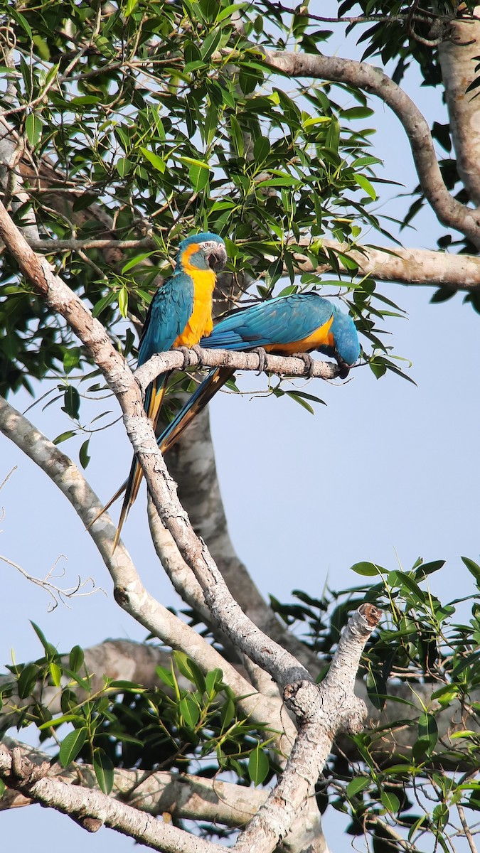 Blue-throated Macaw - ML608890362