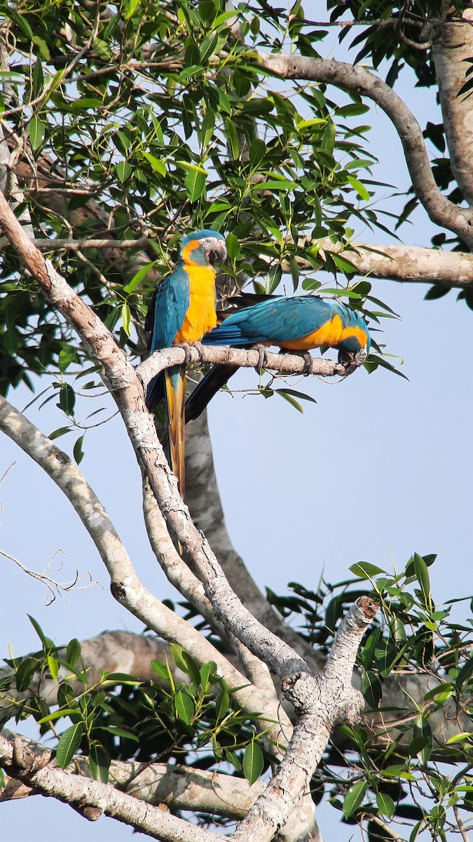 Blue-throated Macaw - ML608890363