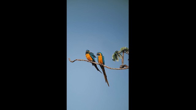 Blue-throated Macaw - ML608890395